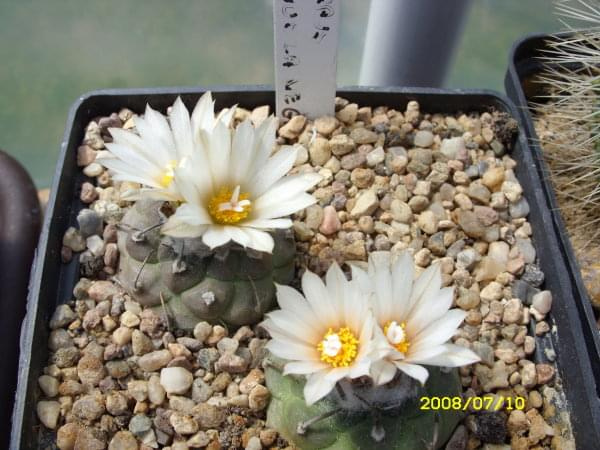 Turbinicarpus klinkerianus la negrita