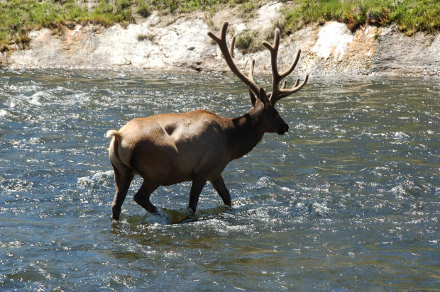 elk crossing the water, Yellowstone National Park