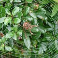 #pająki #pajęczyny #KropleRosy