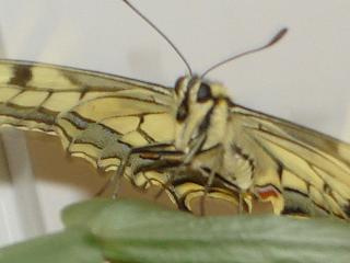 Papilio machaon 3