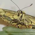 Papilio machaon 3