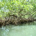 mangrowce