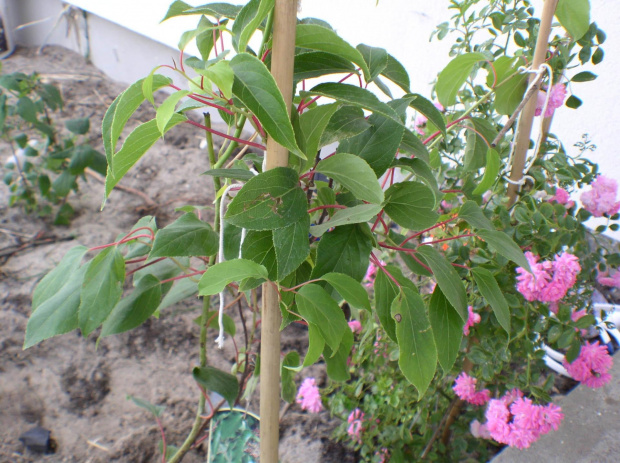 Actinidia Weiki (męska)