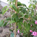 Actinidia Weiki (męska)