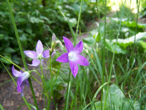 #bieszczady