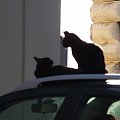 Mruczki z dalekiej Italii #koty #cat #Italia