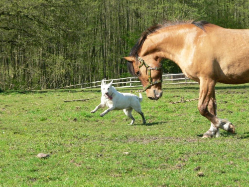 Hodowla Białego owczarka szwajcarskiego #BialyOwczarekSzwajcarski #koń #konie #hodowla #szczenięta