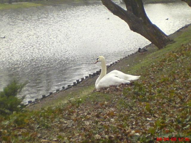 Łabędź w Warszawskich Łazienkach :)