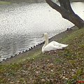 Łabędź w Warszawskich Łazienkach :)