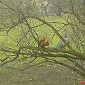 Wiewiórka w Warszawskich Łazienkach :)