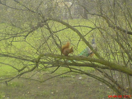 Wiewiórka w Warszawskich Łazienkach :)