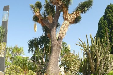 Jardin Exotique - jeden z najpiękniejszych ogrodów Europy #MonacoIMonteCarlo