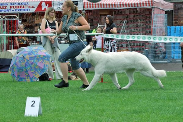 #WhiteSwissShepherd #BialyOwczarekSzwajcarski