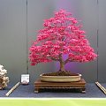 klon palmowy #KlonPalmowy #drzewko #bonsai