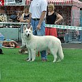 #WhiteSwissShepherd #BialyOwczarekSzwajcarski