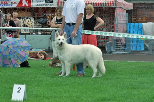 #WhiteSwissShepherd #BialyOwczarekSzwajcarski