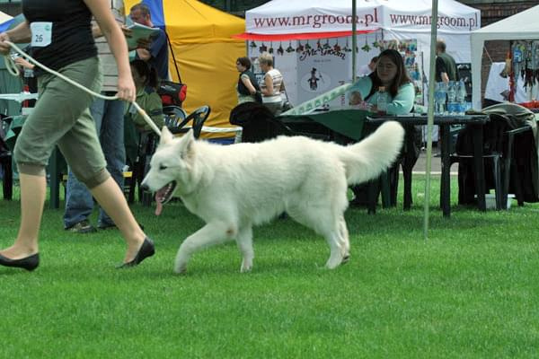 #WhiteSwissShepherd #BialyOwczarekSzwajcarski