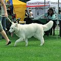 #WhiteSwissShepherd #BialyOwczarekSzwajcarski