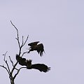 #orzeł #bielik #ptaki #przyroda #kormoran