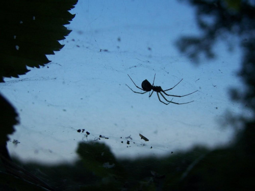 pająk #pajak #zwierzęta #pajęczak #natura #pająk