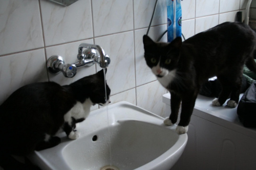 koty łazienkowe