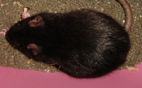Beza 17.07 #SzczurBezaSzczurki