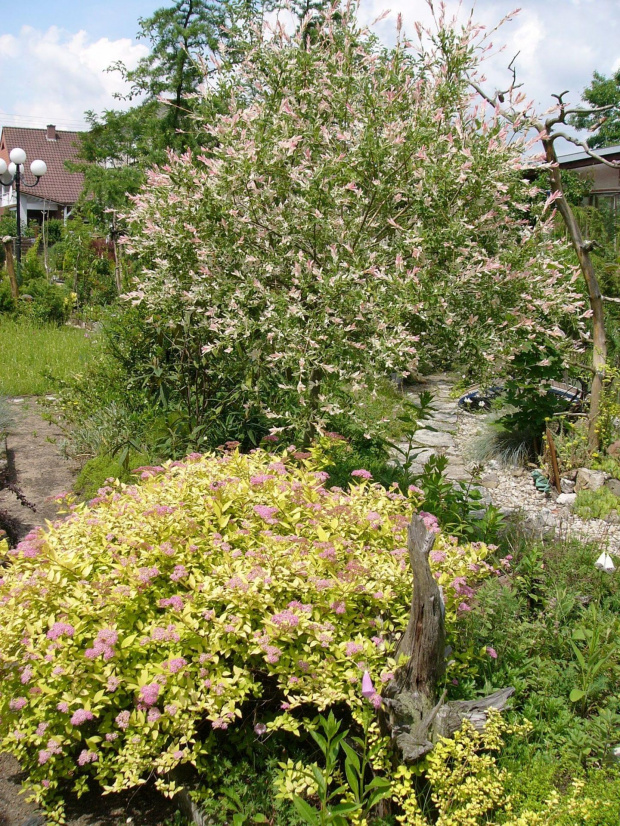 tawułka i wierzba #ogród #krzewy