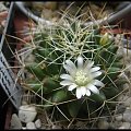 187.Mammillaria decipiens ssp. albescens