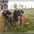 Apteka Natury leonberger