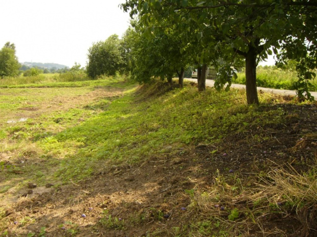 Nad tym skrawkiem waliczyliśmy parę dni. Pokrzywy znów wystawiają łby, mrówki wracają. Wygralismy bitwę, ale wojna jeszcze długo potrwa! :)