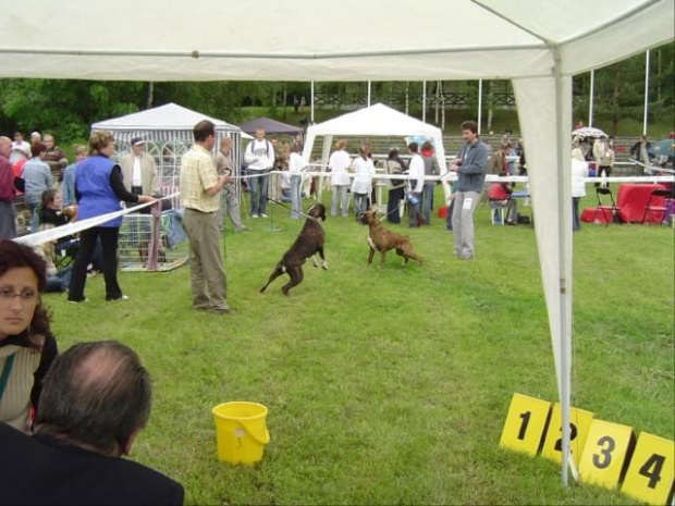 Wystawa psów w Wałbrzychu 2005 r.