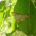 Krocznik pokorniak - Idaea humiliata . Data : 01.07.2008. Miejscowość : Piaski Wielkopolskie .