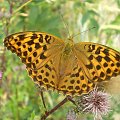 Dostojka malinowiec - Argynnis paphia . Data : 10.07.2008. Miejscowość : Piaski Wielkopolskie .