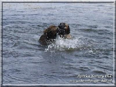 #leonberger #AptekaNatury