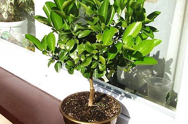 kalamondyna #kalamondyna #kalamondynka #cytrus #cytrusy