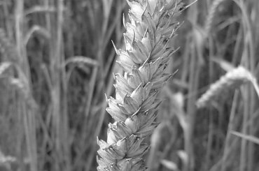 #Żarnów #kościół #pola