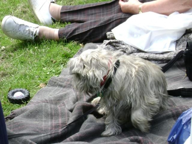 Dog show - Swindon - czerwiec 2008