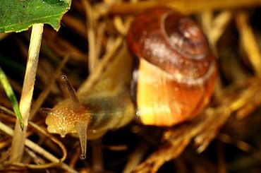 macro, owady, robaczki makro #macro #owady #RobaczkiMakro