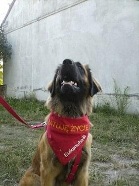 #leonberger #AptekaNatury