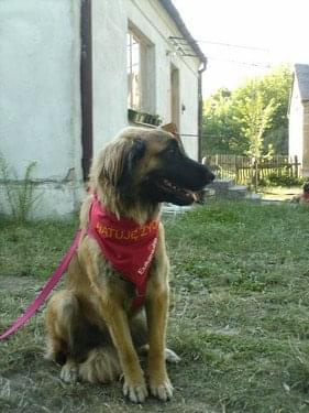 #leonberger #AptekaNatury