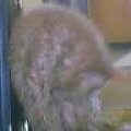 Słodki Puszek po kąpieli :))))) #kot #puszek #zwierzęta