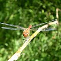 Szablak podobny - Sympetrum striolatum ; w wersji XXL . Data : 27.07.2008. Miejscowość : Piaski Wielkopolskie .