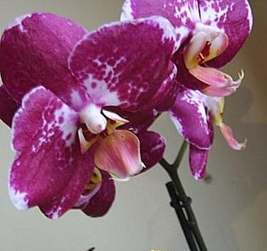 phalaenopsis "pioneer"