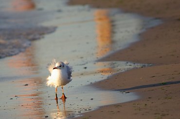 kadrowanie wg wskazówek ANDPOL19 #morze #plaża #Bałtyk