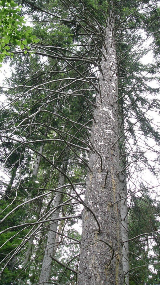 czeski las #las #drzewo
