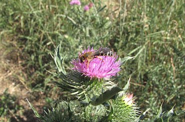 Pszczoła (Pszczelinka ) ? #pszczoła