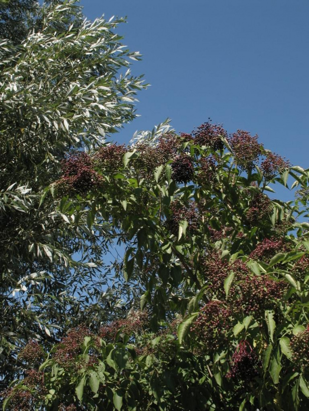 Sambucus nigra czyli dziki bez czarny