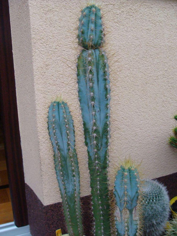 Pilosocereus azureus