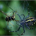 #pająk #pajęczyna #osa #makro #owady