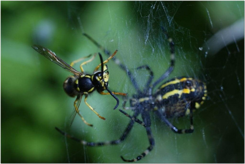 #pająk #pajęczyna #osa #makro #owady